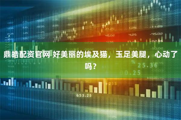 鼎皓配资官网 好美丽的埃及猫，玉足美腿，心动了吗？